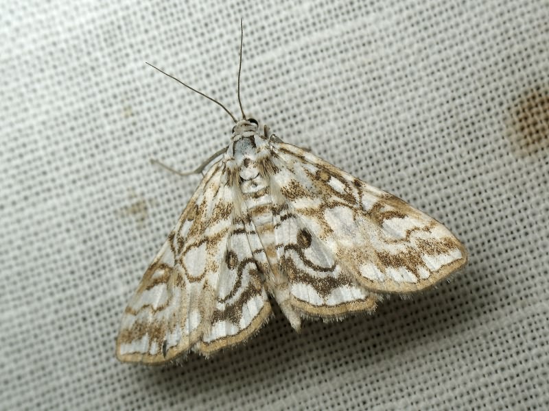 Elophila nymphaeata (Linnaeus, 1758)